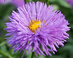 Erigeron speciosus azurebeauty
