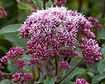 Eupatorium maculatum reddwarf