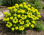 Euphorbia polichroma senior