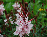 Gaura gaudipink