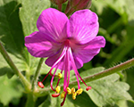 Geranium macrorrhizum bevansvariety