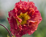 Geum bohemapink