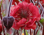 Geum flamesofpassion