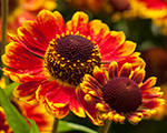 Helenium fuego