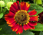 Helenium salsa