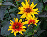 Heliopsis burninghearts