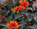 Heliopsis firetwister