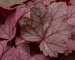 Heuchera grapesoda
