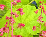 Heuchera northernexposurelime