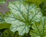Heuchera paris