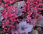 Heuchera silvergumdrop