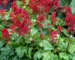 Heuchera tokyo