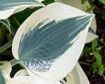 Hosta blueivory