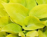 Hosta sunnyhalcyon