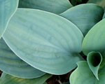 Hosta fragrantblue