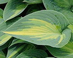 Hosta june