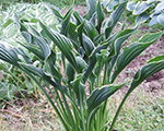 Hosta prayinghand