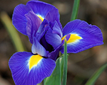 Iris hollandica blue