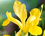 Iris hollandica yellow