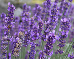 Lavandula angustifolia hidcote