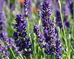 Lavandula angustifolia spiritpurpleblue