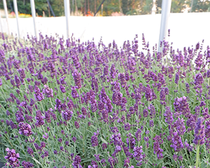 Lavanda šaurlapu 'Valence Dark Violet'