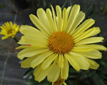 Leucanthemum superbum realsunbeam