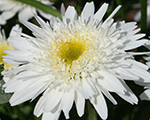 Leucanthemum superbum wirralsupreme