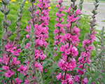 Lythrum salicaria pinkblush