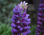 Lupinus galleryblue