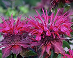Monarda kardinal