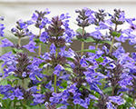 Nepeta neptune