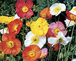 Papaver nudicaule springfevermix