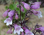 Penstemon midnightmasquerade