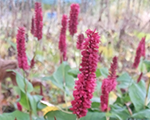 Persicaria amplexicaulis blackfield
