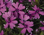 Phlox sub springlilac