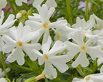 Phlox sub springwhite