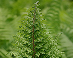 Polystichum setiferum plumoso densum