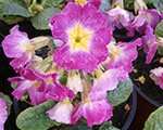 Priimula signe