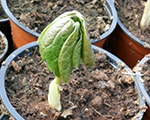 Podophyllum peltatum