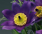 Pulsatilla vulgaris pulsarvioletshades