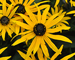 Rudbeckia forevergold