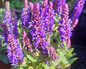 Salvija birztalu 'Rianne'