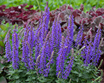 Salvia nemorosa rianne