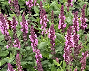 Salvija birztalu 'Sensation Medium Deep Rose'