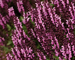 Salvia nemorosa sensationmediumdeeprose