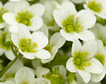 Saxifraga arendsii alpinoearlylime