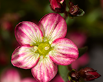 Saxifraga arendsii alpinoearlypicotee