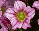 Saxifraga arendsii alpinoearlypink