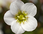 Saxifraga arendsii alpinoearlywhite